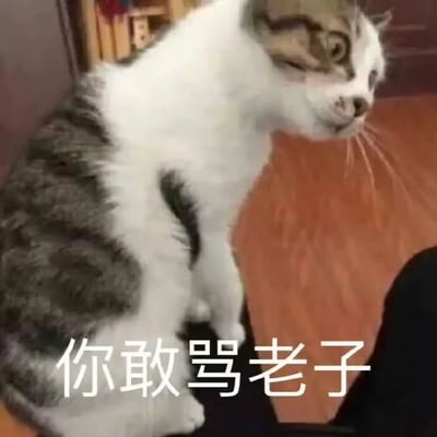 一只灰白相间的猫侧身坐立，头部微微倾斜，一只眼睛半眯，表情看起来像是在生气并斜视着什么。图片下方有白色文字“你敢骂老子”，整体营造出一种猫咪拟人化表达愤怒和挑衅的幽默效果。