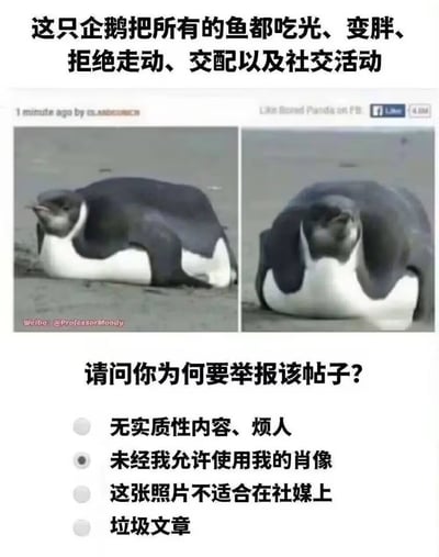 这是一张搞笑自嘲类网络梗图，采用图文混排的形式，顶部配文介绍有只企鹅吃光所有鱼后变胖，不再走动、交配和参与社交活动，中间放置了两张胖企鹅趴在地上的实拍对比图，下方模拟社交平台的举报弹窗，其中“未经我允许使用我的肖像”选项被选中，用夸张的方式调侃当代年轻人躺平、抵触社交的状态和这只企鹅高度重合，仿佛自己的肖像被盗用，笑点十足容易引发共鸣。