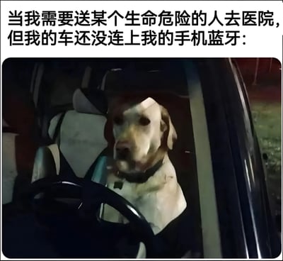 这张梗图上方配有文字："当我需要送某个生命危险的人去医院，但我的车还没连上我的手机蓝牙："，下方是一张照片，显示一只拉布拉多犬正坐在汽车驾驶座上，表情严肃认真，仿佛在专注地开车。图片通过将紧急情况与日常科技难题（蓝牙连接问题）结合，用狗开车的荒诞场景制造幽默效果，反映了现代人对科技产品的依赖和当科技失灵时的无奈。