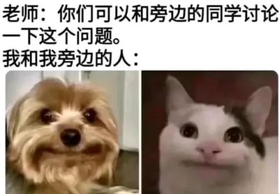 整张图为图文混排的左右对比式表情包，顶部为黑色简体中文配文，内容是“老师：你们可以和旁边的同学讨论一下这个问题。我和我旁边的人：”，下方左侧是一张约克夏小狗抬头直视镜头、咧嘴露笑眼神懵懂的表情图，右侧是一张脸部圆润的猫直视镜头、抿嘴表情呆滞的表情图，用两只动物茫然傻气的状态，生动还原了学生时代上课被老师要求和同桌讨论问题时，双方都不会做题、面面相觑不知道该讨论什么的搞笑场景，很容易引发学生群体的共鸣。