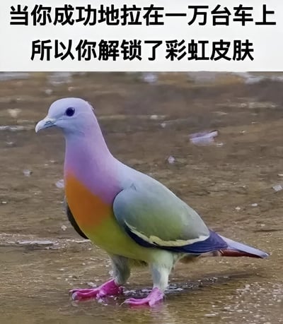这张梗图展示了一只羽毛呈彩虹色的鸽子，上方配有文字'当你成功地拉在一万台车上 所以你解锁了彩虹皮肤'。图中文字将鸽子的彩虹羽毛比作游戏中的'皮肤'，幽默地调侃了鸽子在汽车上排泄的行为，将其夸张为完成某种成就后解锁的奖励，充满网络流行文化的趣味性。
