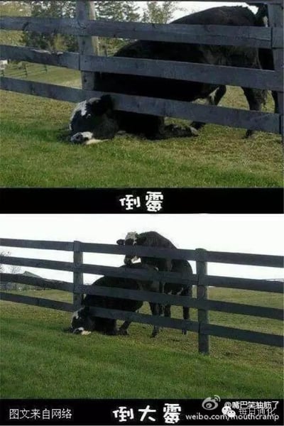 这是一张由上下两部分组成的连环对比梗图，上图展示了一头黑白花色的牛将头卡在牧场栅栏的横栏之间，无法挣脱的窘境，配文“倒霉”；下图中，这头黑白花牛依然卡在栅栏里，又有一头黑色的牛骑到了它的背上，配文升级为“倒大霉”。通过场景的递进，用真实动物的窘境直观地放大了“倒霉程度升级”的效果，画面充满荒诞的搞笑感，精准诠释了处境越来越糟糕的状态。