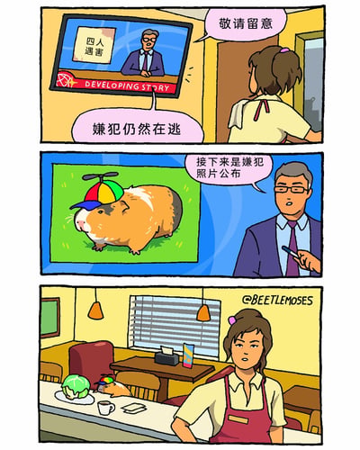 这是一则由三格组成的卡通连环漫画，第一格展示了餐厅内的场景，一位女服务员正侧身关注着墙上电视的新闻播报，电视里的新闻主播正在播报“四人遇害，嫌犯仍然在逃”的突发新闻，同时配文“敬请留意”；第二格是新闻的特写，主播宣布“接下来是嫌犯照片公布”，屏幕上出现了一只戴着彩色螺旋桨帽子的豚鼠；第三格画面回到餐厅，女服务员转头看向柜台，惊讶地发现那只被播报为嫌犯的豚鼠正悠闲地趴在柜台上，旁边还放着一颗包菜和一杯咖啡，漫画通过将危险逃犯设定为可爱豚鼠并出现在身边的反差感制造幽默效果。