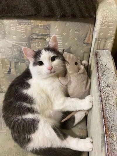 一只黑白相间的猫咪舒适地蜷缩在带有几何图案的椅子上，前爪紧紧抱着一个灰色的毛绒老鼠玩具，老鼠玩具的鼻子正挨着猫咪的脸颊。猫咪有着圆圆的大眼睛和粉色的鼻子，表情平静中带着一丝好奇，整体画面呈现出温馨可爱的氛围。