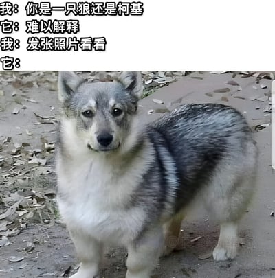 图片上方是一段对话：“我：你是一只狼还是柯基”“它：难以解释”“我：发张照片看看”“它：”，下方是一只外貌独特的狗。这只狗有着狼一般的灰白毛色和面部轮廓，耳朵直立，眼神平静，但身体却像柯基一样短粗圆润，形成了“狼头柯基身”的搞笑反差，让人会心一笑。