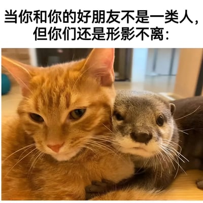 图片上方配有文字'当你和你的好朋友不是一类人，但你们还是形影不离：'，下方是一张实拍照片：一只橘猫与一只水獭紧密依偎在一起，橘猫表情平静，水獭眼神略带严肃，两者虽然物种不同，但展现出亲密无间的友谊状态，整体氛围温馨治愈。