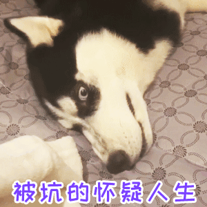 哈士奇被坑到怀疑人生表情包