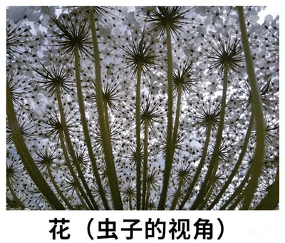 一张从极低角度仰拍的花卉照片，模拟了昆虫视角下看到的花海景象。画面中多株蒲公英状植物的细长茎秆向上延伸，顶部绽放着白色的伞状花序，密集排列形成如同森林般的视觉效果，展现了自然界微观视角的奇妙美感。