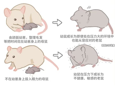 这是一张四格连环卡通图，通过对比两种母鼠的养育方式展示对幼鼠成长的不同影响。左上格：米色母鼠正温柔舔舐灰色幼崽，配文“会舔舐幼崽，整理毛发等把时间花在幼崽身上的母鼠”；右上格：灰色成年鼠站立，旁有音符符号，配文“幼鼠成长为即使处在压力大的环境中也能从容应对的老鼠”；左下格：米色母鼠未关注身下的灰色幼崽，配文“不在幼崽身上投入精力的母鼠”；右下格：灰色成年鼠身体紧绷，周围有虚线表示不安，配文“幼鼠在压力下成长为不健康、敏感的老鼠”。整体通过简洁的卡通形象和对比鲜明的场景，直观呈现了养育方式对个体发展的重要性。