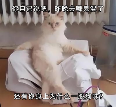这张图片呈现了一只浅色长毛猫咪，它以极具拟人感的姿态瘫坐在一团白色布料上，双腿自然分开，两只前爪搭在布料边缘，表情严肃，眼神透着审视感。图片上下配有生活化的质问文字：“你自己说吧，昨晚去哪鬼混了”“还有你身上为什么一股狗味？”，将猫咪塑造成如同家长或亲密伴侣般的质问者角色，通过拟人化的场景与诙谐的配文，模拟出生活中被质问的有趣场景，营造出幽默搞笑的氛围，容易引发网友的共鸣。