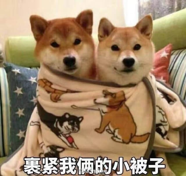 两只柴犬裹紧小被子的温馨瞬间