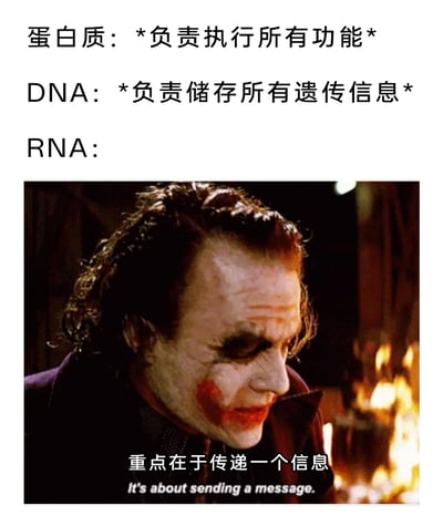 这是一张融合分子生物学知识与经典影视梗的趣味图文。图中上方分别标注了两种核心生物分子的功能：蛋白质负责执行所有生命功能，DNA负责储存全部遗传信息；下方则用《蝙蝠侠：黑暗骑士》中希斯·莱杰饰演的小丑的经典画面代表RNA，搭配小丑的经典台词“重点在于传递一个信息 It's about sending a message.”，以此生动调侃RNA在生物中心法则中承担的传递遗传信息的核心角色，将严肃的科学知识与极具记忆点的影视形象结合，让内容更具趣味性和传播性。