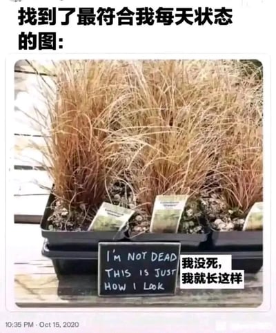 这是一张带有自嘲意味的网络梗图，顶部配有中文文字“找到了最符合我每天状态的图:”，主体是几盆外观枯黄、看起来如同枯萎死亡的草本植物，植物前方的小黑板上写着英文“I'M NOT DEAD THIS IS JUST HOW I LOOK”，旁边配有对应的中文翻译“我没死，我就长这样”。图中通过将植物拟人化，用植物“天生枯黄”的外观来比喻人们日常疲惫、无精打采、看起来状态不佳的样子，以自嘲的方式精准戳中很多人尤其是打工人的日常状态，引发情绪共鸣，适合用来调侃自己的疲惫状态。