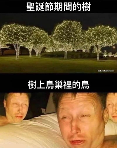 图片为上下对比的双格梗图。上半部分是夜晚场景，三棵树木被密集的白色小灯完全覆盖，灯光璀璨如同圣诞树，上方配有文字“聖誕節期間的樹”（圣诞节期间的树）；下半部分是三名男性躺卧在床的特写，三人眉头微皱、眼神迷离，呈现出疲惫不堪、难以入睡的状态，上方配有文字“樹上鳥巢裡的鳥”（树上鸟巢里的鸟）。通过拟人化手法，幽默地暗示圣诞树上的灯光过于明亮，导致鸟巢里的鸟儿被“吵得”无法安睡，如同被灯光打扰休息的人类，形成强烈的场景反差和趣味联想。