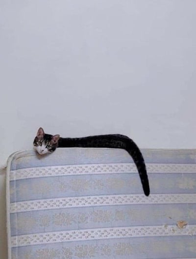 一只黑白条纹的猫咪将身体拉成长条，趴在蓝白条纹的床头板上。它的头部从床头一侧垂下，眼睛圆溜溜地看向镜头，表情呆萌；尾巴则从另一侧自然下垂，形成有趣的对称画面。背景是纯白色的墙壁，整个场景简洁干净，猫咪的姿势展现出极强的柔韧性，显得既滑稽又可爱，充满治愈感。