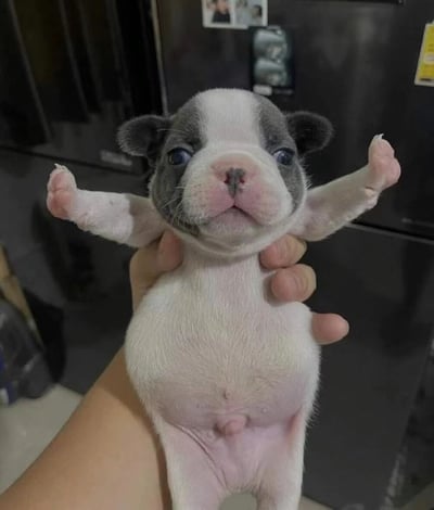 这张图片呈现了一只新生的法国斗牛犬幼犬，它被一只人手从腹部下方托举起来，幼犬的两只前爪自然地向身体两侧张开，露出圆滚滚的粉嫩小肚子。幼犬脸部为黑白配色，眼睛圆睁，神情懵懂软萌，整体模样十分治愈。背景是室内环境，能看到深色的冰箱，整体画面聚焦于这只可爱的幼犬，传递出温馨可爱的氛围。