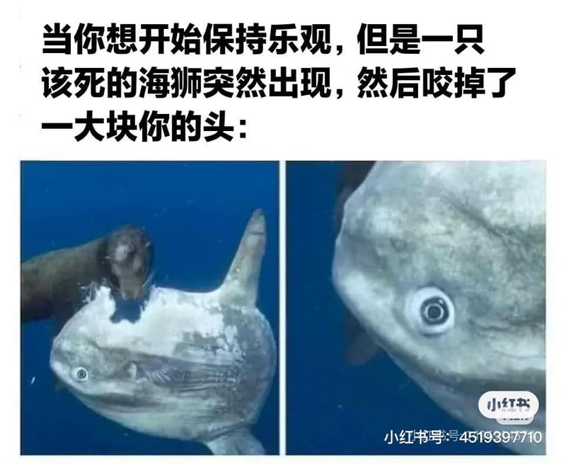 翻车鱼