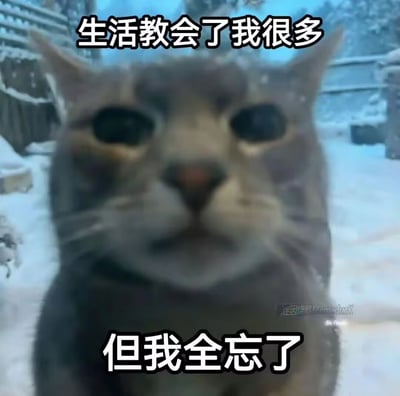 一只表情呆滞的猫特写，背景是雪地场景。上方文字写着'生活教会了我很多'，下方文字写着'但我全忘了'，形成幽默的反差效果，表达了一种健忘或对生活经验的无奈态度。