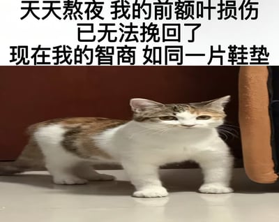 这张梗图采用顶配底文的排版形式，顶部是醒目的黑色加粗中文文字，内容为“天天熬夜 我的前额叶损伤已无法挽回了 现在我的智商 如同一片鞋垫”，下方配图是一只经过修图、脸部被横向拉长的三花色幼猫，小猫眼神无神、表情呆滞麻木，四肢分开站在光滑的浅色地面上，背景为暗红色墙面与棕色沙发边缘，猫咪呆滞的神态与吐槽熬夜后大脑迟钝、智商下降的文字内容高度契合，用夸张诙谐的方式表达当代人熬夜后精神不济、反应变慢的状态，有很强的自嘲效果。
