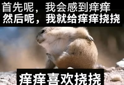 图片主体是一只正在用后腿挠背部的松鼠（或类似啮齿动物），表情专注。图片上方有白色文字：“首先呢，我会感到痒痒 然后呢，我就给痒痒挠挠”，下方有白色文字：“痒痒喜欢挠挠”。整体通过拟人化的文字，将动物挠痒的动作幽默地描述为“感到痒痒就挠挠”的可爱行为，营造出轻松搞笑的氛围。