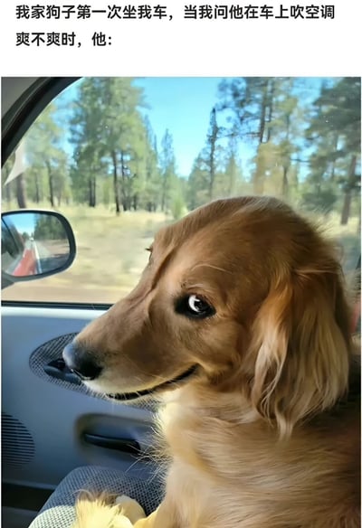 图片展示了一只金毛犬第一次乘坐主人的车，当主人问它吹空调爽不爽时的反应。狗狗坐在副驾驶位置，头靠近车窗，眼睛微眯，嘴角上扬，露出一副非常享受和满足的表情。背景可以看到车窗外的树木和蓝天，显示出这是在一个晴朗的日子里的行车途中。