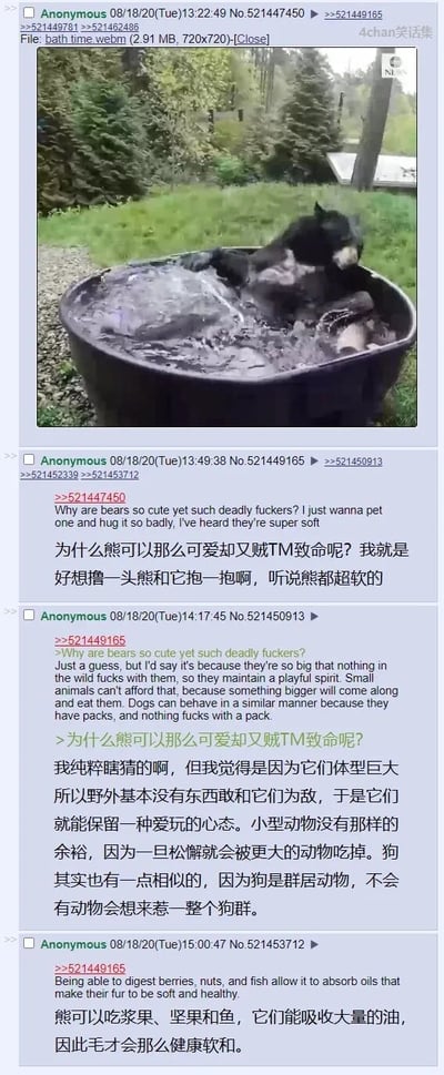 这是一张4chan论坛的帖子截图，顶部是一段名为bath_time.webm的视频截图，画面里一头黑熊在户外的大浴盆里玩水，姿态活泼，看起来十分可爱。下方是三位匿名网友的互动讨论：第一位网友表达了对黑熊兼具可爱与致命特质的喜爱，同时表示想要撸抱黑熊，听说熊的毛发很柔软；第二位网友猜测黑熊能保持可爱爱玩的状态，是因为它们体型庞大在野外没有天敌，而小型动物没有这种余裕，还提到群居的狗也有类似情况；第三位网友则从饮食角度解释，熊的毛发柔软是因为它们的饮食能吸收大量油脂。所有论坛内容都附带了中文翻译，方便理解。