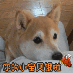 柴犬眼巴巴求投喂：你的小宝贝饿啦