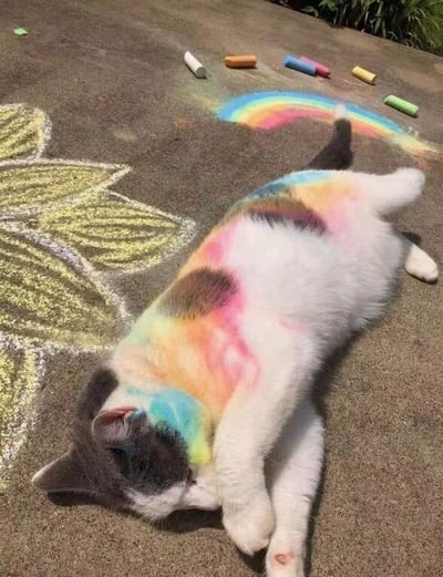 一只白底黑斑的猫咪侧躺在水泥地面上，背部和颈部沾染了红、橙、黄、绿、蓝等彩色粉笔粉末，形成了类似彩虹的渐变效果。猫咪的尾巴后方，有用粉笔绘制的彩色彩虹弧线，旁边散落着多支不同颜色的粉笔（白色、橙色、蓝色、黄色、绿色等）。左侧地面上还画着一朵黄色的向日葵粉笔图案，整体画面充满童趣和温馨感。
