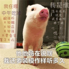 小猪内心OS：我还要装模作样听多久