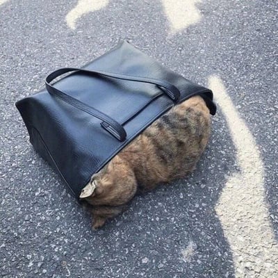 一只虎斑猫钻进了一个黑色的皮质手提包中，只有脑袋和前爪露在外面，身体和尾巴都藏在包里。猫咪趴在沥青路面上，周围有阳光照射形成的阴影。整个画面看起来既可爱又有趣，展现了猫咪喜欢钻狭小空间的天性。
