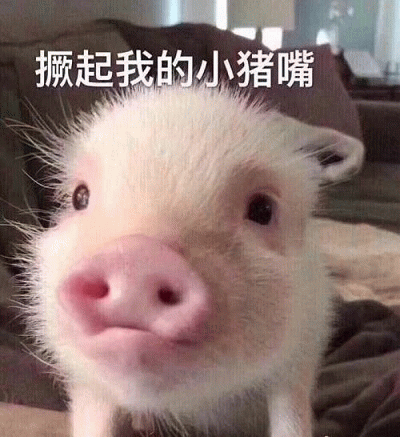 撅起我的小猪嘴 萌宠表情包