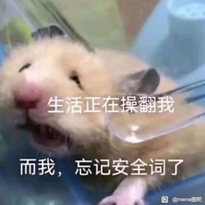 这是一张带有黑色幽默的meme表情包，画面主体是一只浅棕色仓鼠，它被卡在透明容器边缘，大张着嘴巴，表情痛苦又无助，呈现出挣扎却无法摆脱困境的状态。图中搭配两行文字“生活正在操翻我”“而我，忘记安全词了”，用戏谑的比喻将生活的压力与困境比作无法叫停的糟糕遭遇，以幽默的方式抒发了当代人面对生活重压时无力挣脱、被动承受的无奈情绪，容易引发同样被生活困扰的人的共鸣。