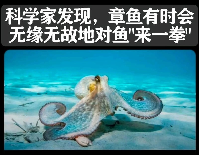 章鱼