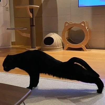 这张图片呈现了一个有趣的视觉错位效果，画面中心的黑猫正摆出伸展姿势，由于身体与周围环境形成视觉重合，看起来仿佛拥有了类似黑豹的修长怪异体态，仿佛在做大幅度的拉伸动作。背景是温馨的室内养猫空间，地面铺有浅灰色纹理地毯，一旁可见多层猫爬架、封闭式猫窝、猫用跑步机等宠物专用设施，墙面为浅灰色瓷砖，整体环境整洁舒适，充满家庭宠物生活的氛围。这张图的核心趣味点在于偶然形成的视觉错觉，让普通的黑猫看起来极具反差感，显得新奇又有趣。