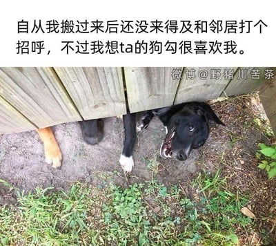 图片上方配有文字：'自从我搬过来后还没来得及和邻居打个招呼，不过我想ta的狗勾很喜欢我。' 下方是一张实拍照片：一只黑色的狗狗从木质栅栏的缝隙中钻出头和前爪，嘴巴微张，眼神看向镜头，显得十分热情。栅栏左侧还能看到另一只动物（可能是另一只狗）的爪子。整个画面通过狗狗主动亲近的姿态，幽默地呼应了文字内容，展现了邻里间通过宠物建立的温馨联系。