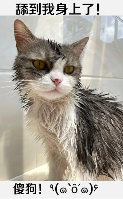 图片中是一只湿淋淋的灰白相间猫咪，毛发因沾水而竖起，眼神愤怒且带着烦躁，正直勾勾地盯着前方。猫咪身后是白色的瓷砖墙面，推测是在浴室场景。图片顶部有黑色加粗文字“舔到我身上了!”，底部有文字“傻狗! ۹(･`৺･´)۹”，配合猫咪气鼓鼓的表情，生动展现了它被“傻狗”舔后不满又无奈的搞笑状态。
