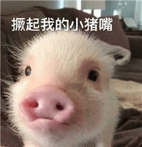 撅起我的小猪嘴 萌宠表情包