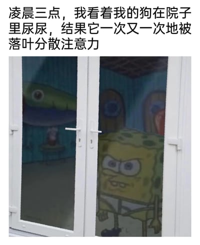 这是一张图文混排的搞笑梗图，上方配文讲述了主人在凌晨三点的无奈经历：看着自家狗在院子里准备尿尿，可狗狗却反复被落叶分散注意力，迟迟无法完成；下方是经过P图改编的画面，将动画《海绵宝宝》中的主角海绵宝宝放置在玻璃门内侧，它眉头紧皱、眼神烦躁，表情充满不满与无奈，完美还原了此刻主人等待时崩溃、又好气又好笑的心情，用卡通角色的夸张表情放大了被磨人的小事折腾的情绪，容易引发养宠人士的共鸣。