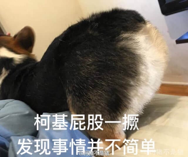 柯基屁股一撅发现事情不简单