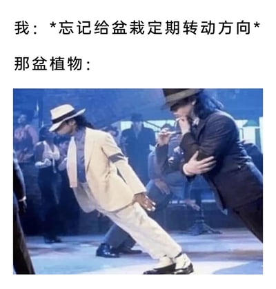 这是一张结合日常植物养护场景的搞笑梗图，采用图文混排的形式呈现。上方文字分为两部分，第一部分以第一人称表述“*忘记给盆栽定期转动方向*”，第二部分引出“那盆植物：”，下方搭配迈克尔·杰克逊在《Smooth Criminal》MV中表演标志性45度前倾舞步的画面。由于植物具有趋光性，若长期不转动盆栽，植株会持续朝向有阳光的方向生长，最终整个植株会严重倾斜，梗图用这个极具视觉冲击力的前倾舞步来类比植物倾斜的形态，将日常养植物的小状况用经典影视画面进行调侃，生动又幽默，能让有养植物经历的人产生强烈共鸣。