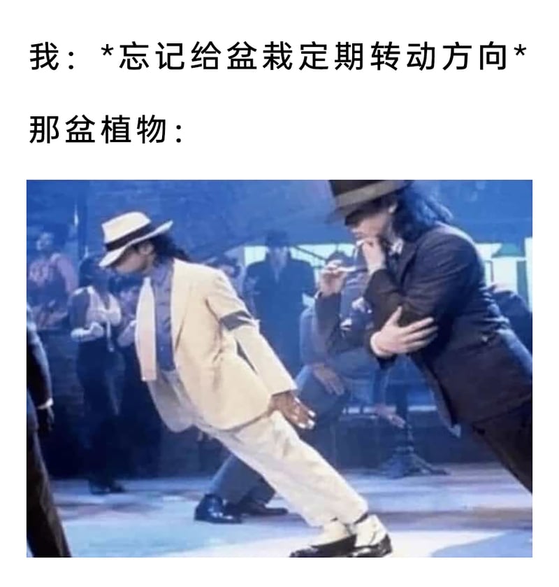 迈克尔·杰克逊