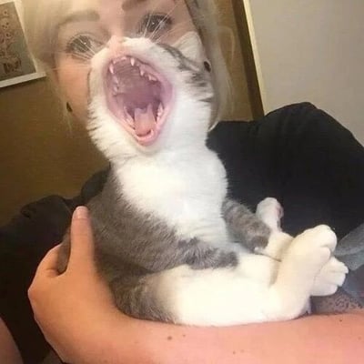 图片中，一只灰白相间的猫咪被人用双手抱着，猫咪张大嘴巴，露出尖锐的牙齿，表情夸张，像是在打哈欠或大声喵喵叫。抱着猫咪的人身穿黑色上衣，背景是室内环境，墙上挂着一幅装饰画。整体画面生动有趣，展现了猫咪可爱又搞笑的瞬间。