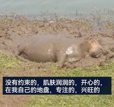 一只水豚全身裹满泥浆，惬意地趴在水边的泥地里，周围有稀疏的杂草和水域背景。图片底部配有一行蓝色背景白色文字：'没有约束的，肌肤润润的，开心的，在我自己的地盘，专注的，兴旺的'，文字内容与水豚在泥潭中放松自在的状态形成呼应，营造出无拘无束的快乐氛围。