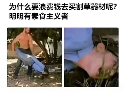 图片上方有文字“为什么要浪费钱去买割草器材呢？明明有素食主义者”，下方是两张并排的图片。左侧图片中，一个人将另一个人倒立抱起，倒立者的头部靠近地面的草丛；右侧图片是倒立者脸部的特写，嘴巴张开，似乎在啃食青草。整体通过夸张的方式调侃素食主义者以植物为食的特点，制造幽默效果。