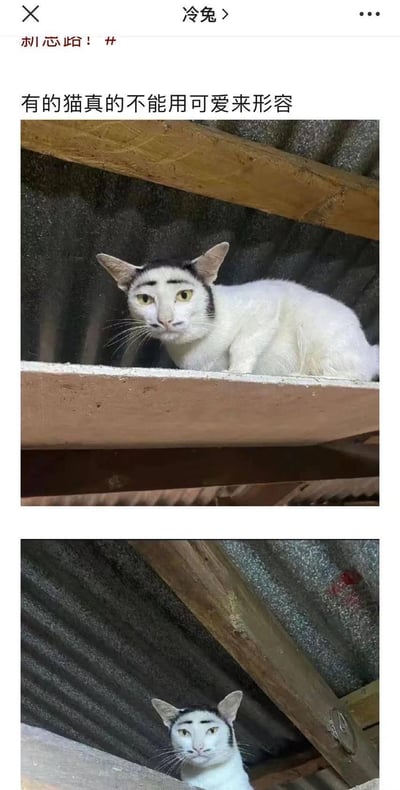 这是冷兔发布的一组趣味动物图，上方配文“有的猫真的不能用可爱来形容”，下方是两张同一只白色猫咪的实拍照片。这只猫咪的面部黑色天然毛色分布十分巧合，形成了类似人类粗眉毛和小胡子的纹路，搭配它严肃的眼神，看起来自带“社会大哥”的气场，完全打破了大众对猫咪可爱软萌的固有印象，滑稽又搞笑，让人忍俊不禁。图中没有双关、谐音梗或暗示内容。