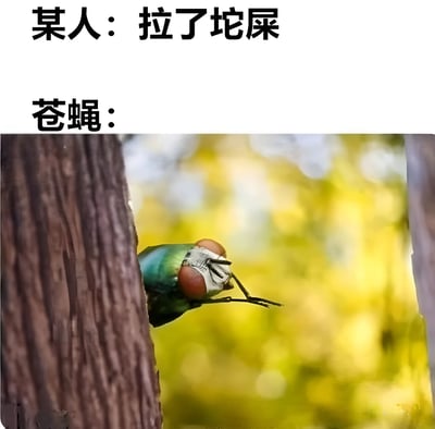 图片上半部分为黑色文字“某人：拉了坨屎”和“苍蝇：”，下半部分是一只绿色苍蝇从棕色树干后探出头部，复眼突出，触角前伸，背景为模糊的黄绿色自然景象。通过文字与苍蝇探头张望的画面结合，幽默地表现出苍蝇对粪便的“关注”反应。