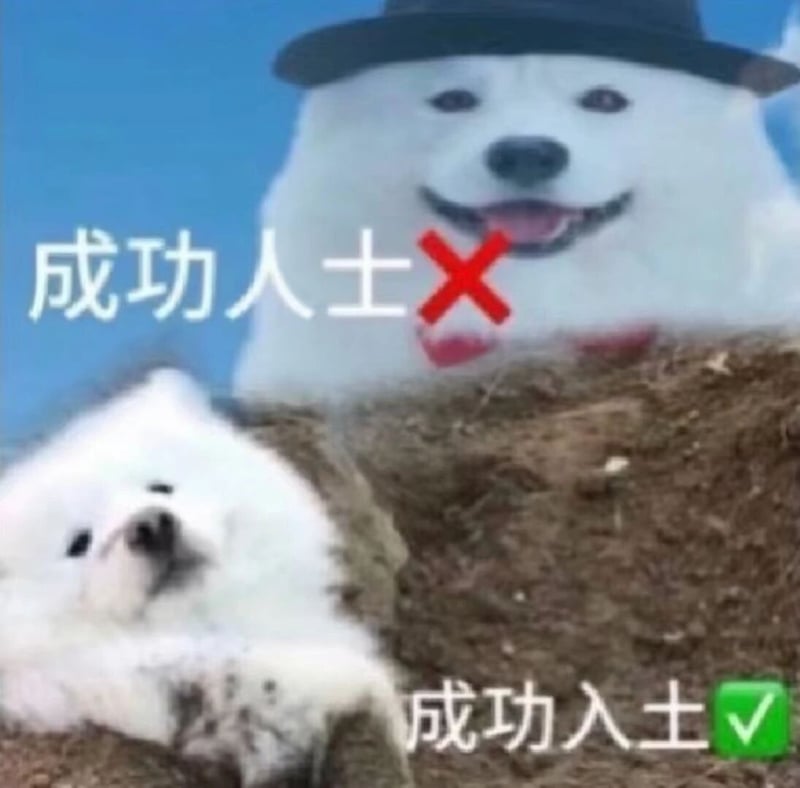 萨摩耶犬