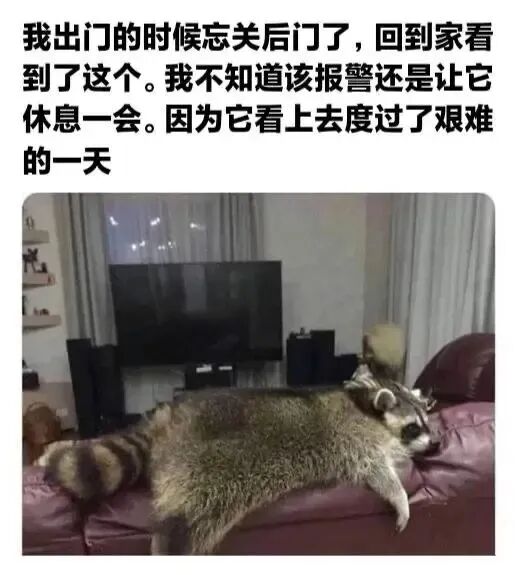 浣熊