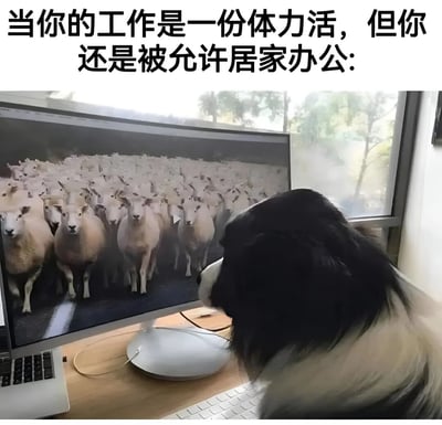 图片上方配有文字‘当你的工作是一份体力活，但你还是被允许居家办公：’，下方是一只黑白相间的牧羊犬（可能是边境牧羊犬）正专注地盯着电脑屏幕，屏幕上显示着一大群绵羊。狗狗的姿势仿佛在尝试‘云牧羊’，通过屏幕完成本应在户外进行的体力工作，形成一种幽默的反差感。