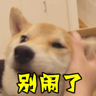 柴犬被摸脸喊'别闹了'